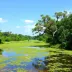 Parques naturais em Pantanal para visitar