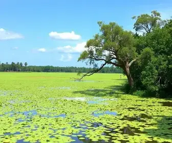 Roteiro de ecoturismo em Pantanal em 3 dias: itinerário prático