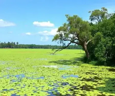 Roteiro de ecoturismo em Pantanal em 3 dias: itinerário prático